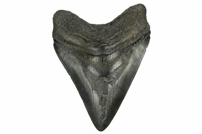 Fossil Megalodon Tooth - South Carolina #180921